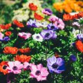 Concours annuel des jardins fleuris