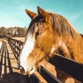 Stages : obstacle, voltiges, dressage, jeune cheval, Halloween à l’écurie, pony game, loisir débutant, etc.