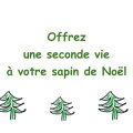 Collecte de sapins