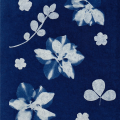 Initiation cyanotype