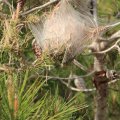 Chenilles processionnaires